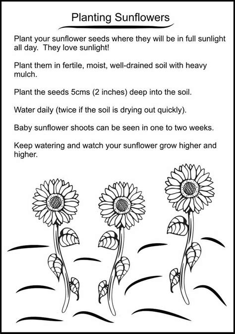 Sunflower Lesson Plans For Preschool