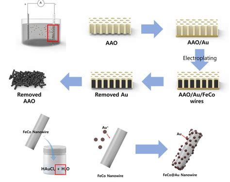 Schematic Illustrating Growth Of Feco Nanowires Nws And Their Au