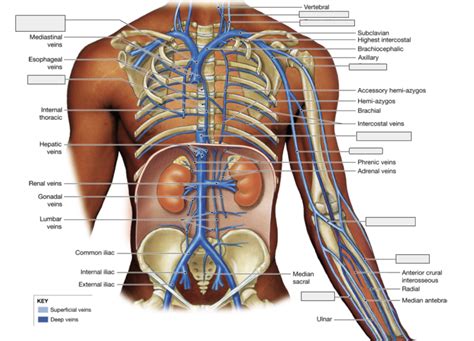 Schwarzlose Thorax Upper Limbs Superficial Veins Diagram Quizlet