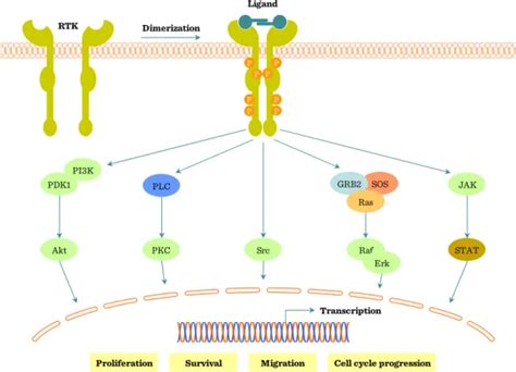 Enzyme Linked Receptors Transmembrane Spanning Receptors Tm