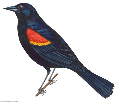 Blackbird | Songbird, Migratory, Nocturnal | Britannica