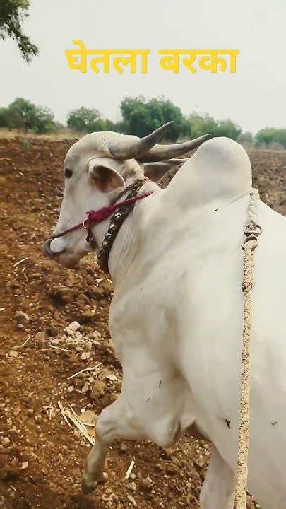 नादएकच बैलगाडा शर्यत नादा पुढ सगळ बाद असतं नाद एकच बैलगाडा शर्यत