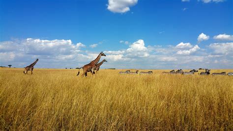 Maasai Mara Vs. Serengeti: Where is the Best African Safari? - Where ...