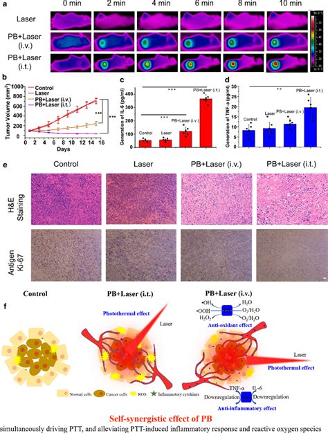 In Vivo PTT Of PBs In 4T1 Tumor Bearing Mice A Infrared Thermal Images