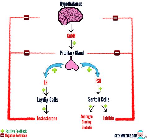 How The Gonadal Axis Works Physiology Geeky Medics