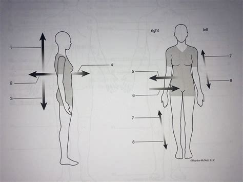 Body Orientation And Direction Diagram Diagram Quizlet