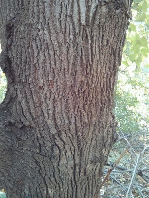 AMERICAN BASSWOOD - TILIA AMERICANA | The UFOR Nursery & Lab