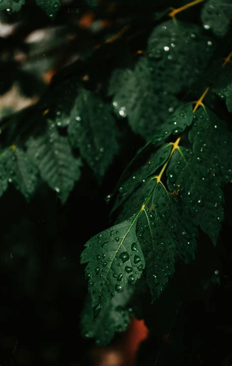 Green Leaf in Close Up Photography · Free Stock Photo