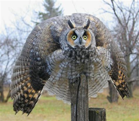 Worlds Biggest Owl