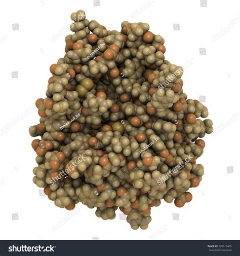 Trypsin Digestive Enzyme Molecule Human Chemical Structure Trypsin