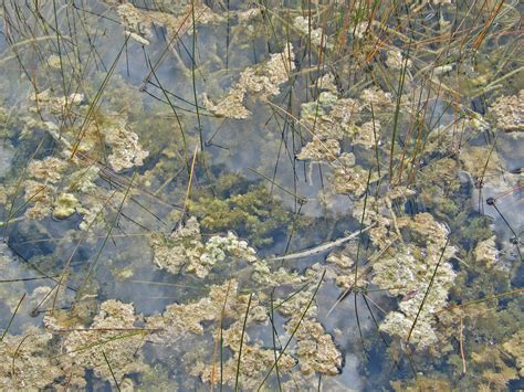 Carolina Fanwort From Miami Dade County FL USA On November 7 2003 At