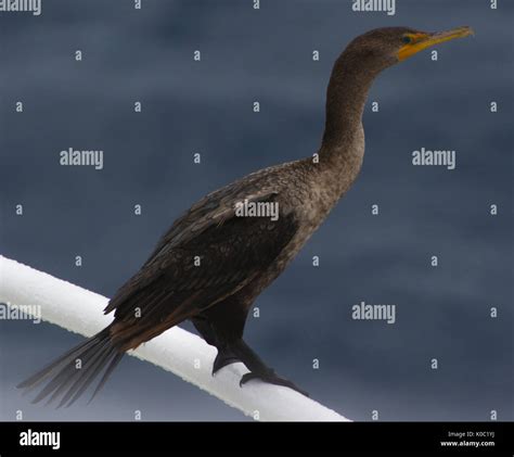 Juvenile Great Cormorant Hi Res Stock Photography And Images Alamy