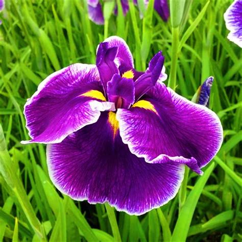 Bearded Iris Bulbs Iris Plants For Sale Iris Bulbs For Planting Iris Rhizomes For Planting Iris