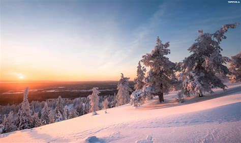 Zima Drzewa Zach D S O Ca Park Narodowy Riisitunturi Laponia Finlandia