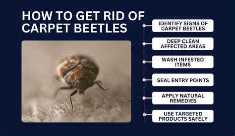 How to Get Rid of Carpet Beetles in Louisiana | LaJaunie's Pest Control