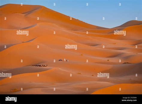 Western Tourists And Dromedary Camels In Sand Dunes Of Erg Chebbi