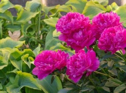 How to Plant, Grow and Care For Peonies