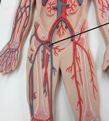 Flat Circulatory System Model Flashcards Quizlet