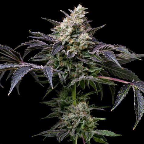 The Anatomy Of Cannabis Calyxes Premium Cultivars