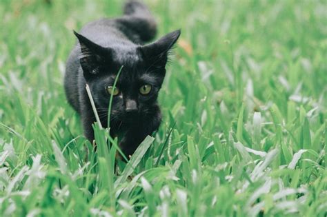 Gato Negro Tendido En La Hierba Foto Premium