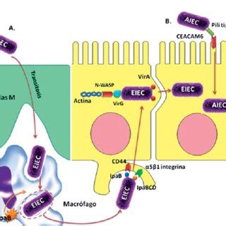 E Coli Adherente Difusa Las Adhesinas Afa Dr De Ecad Daec En La