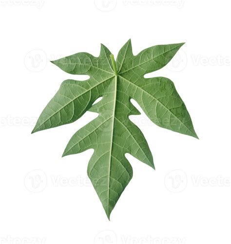 Papaya leaves on a transparent background. 27120063 PNG