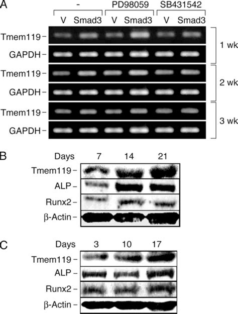 Parathyroid Hormone Responsive Smad Related Factor Tmem Promotes