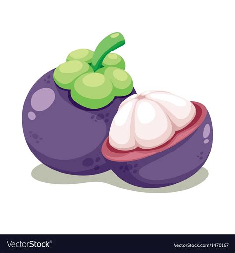 Mangosteen Vector Image On Vectorstock Fruits Drawing Fruit Cartoon