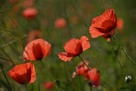 Red poppy flowers in sunset green field - stock photo 2074552 | Crushpixel