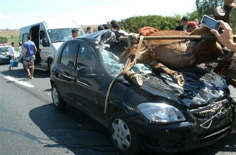 G1 Cavalo morre após carroça colidir carro na BR 153 em Goiás