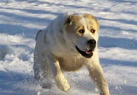 Central Asian Shepherd Dog Alabai Central Asian Ovcharka