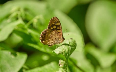 Light Brown Yellow Butterfly On Green Leaf In Blur Green Leaves