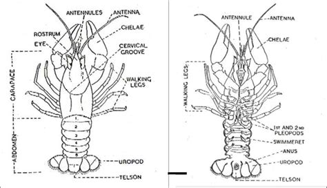 Crayfish Dissection Diagram