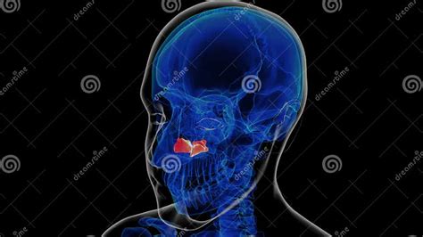 Human Skeleton Inferior Nasal Concha Anatomy 3D Rendering Stock ...