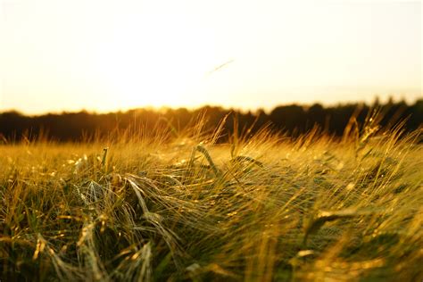 Banco de imagens natureza horizonte plantar céu Por do sol campo