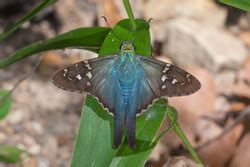 Species List Alabama Butterfly Atlas