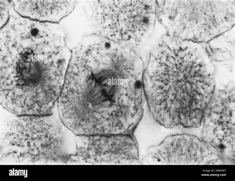 Metaphase In Mitosis Black And White Stock Photos And Images Alamy