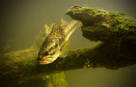 Largemouth Bass Underwater Drawing