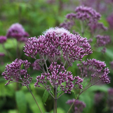 Eupatorium Purpureum Sweet Joe Pye Weed Seeds For Sale