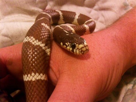 Richmond Reptile Rescue Chocolate California King Snake