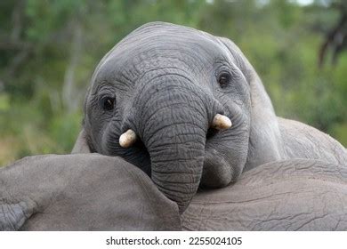 2,482 Elephant Calf Playing Images, Stock Photos & Vectors | Shutterstock