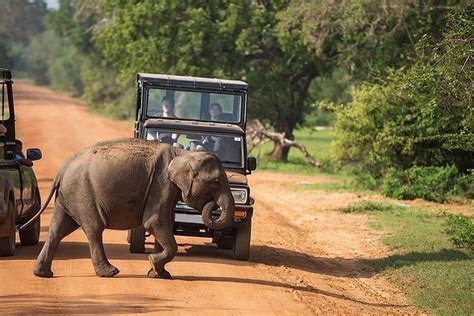 Udawalawe National Park Safari From Galle Mirissa Weligama All