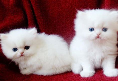 Beautiful White Persian kittens for Sale in Fredericksburg, Virginia ...