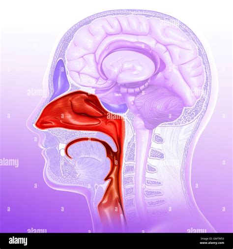 Nasal Cavity High Resolution Stock Photography And Images Alamy