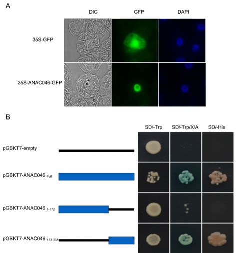 Subcellular Localization And Transcriptional Activity Assays A