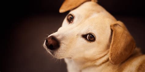 Pets seu cachorro come o próprio cocô Saiba o que pode ser e como evitar