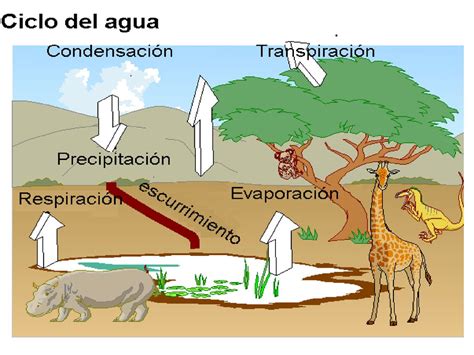 Ciclos Biogeoqu Micos Ppt Descargar