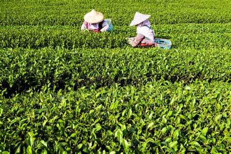 Agricultor Colhendo Folhas De Ch Numa Planta O De Ch De Taiwan