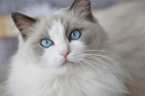 The 235 Ragdoll Cat Names - LOL Cats