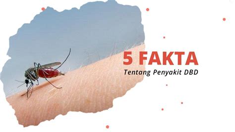 5 Fakta Penting Tentang Demam Berdarah Natural Farm Indonesia